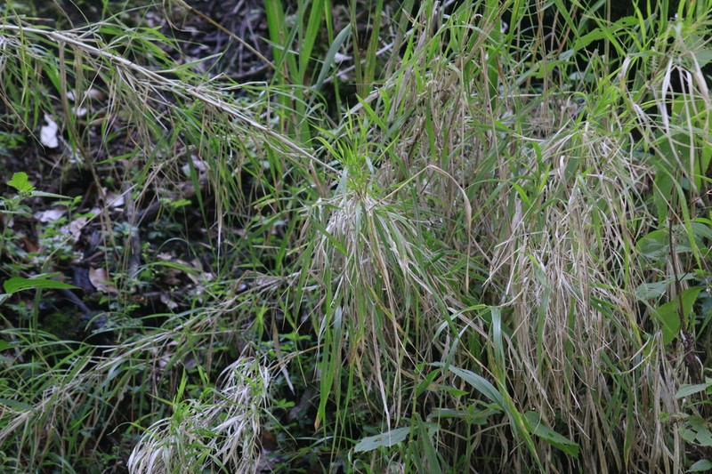 Peyritschia virletii photo 7
