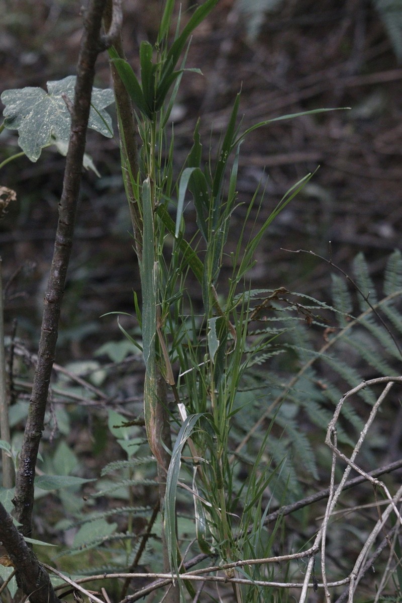 Peyritschia virletii photo 8