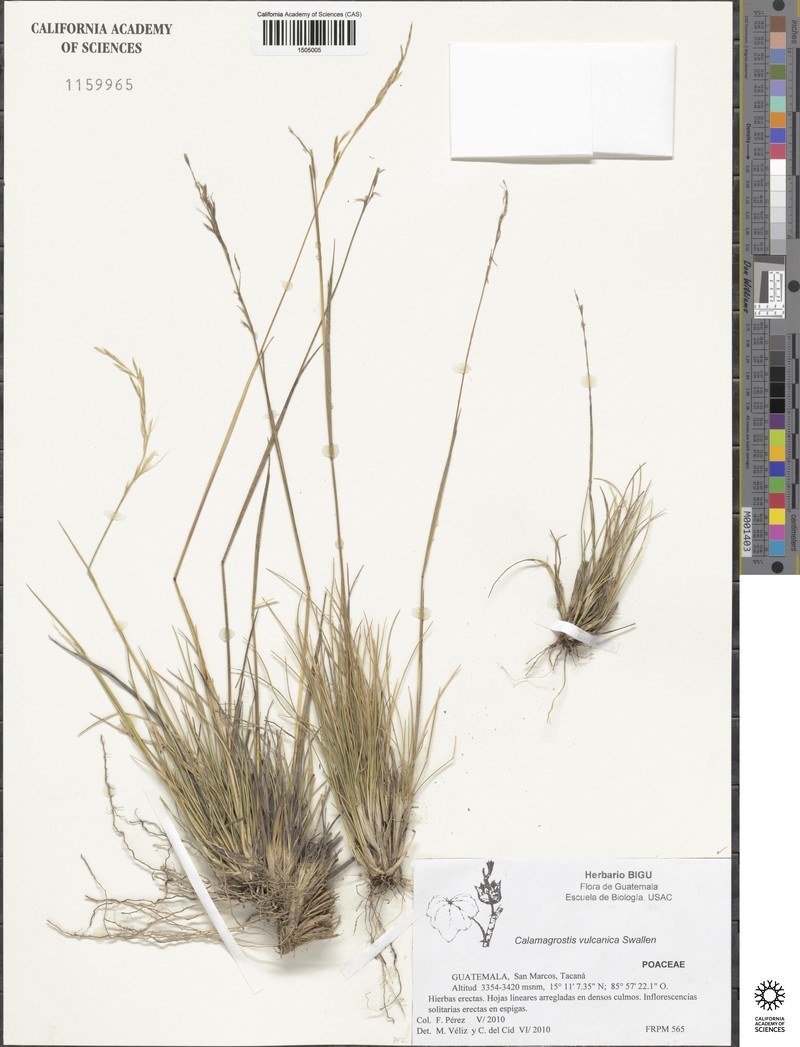 Peyritschia vulcanica