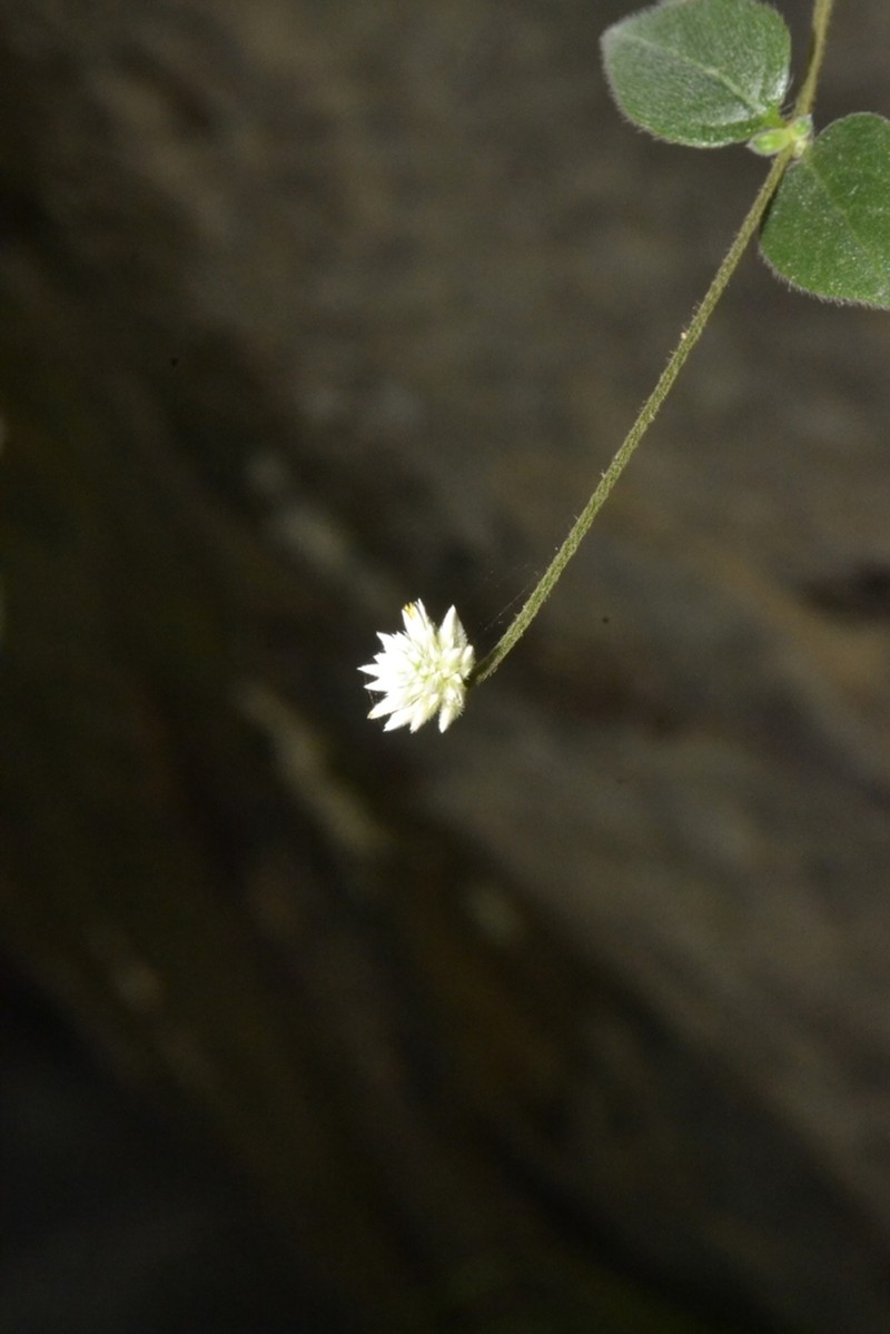 Pfaffia acutifolia