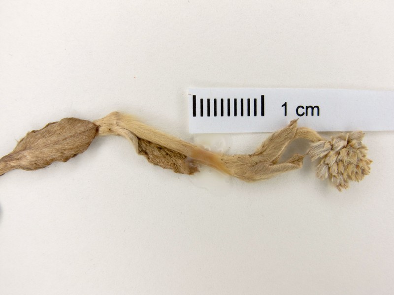 Pfaffia argyrea