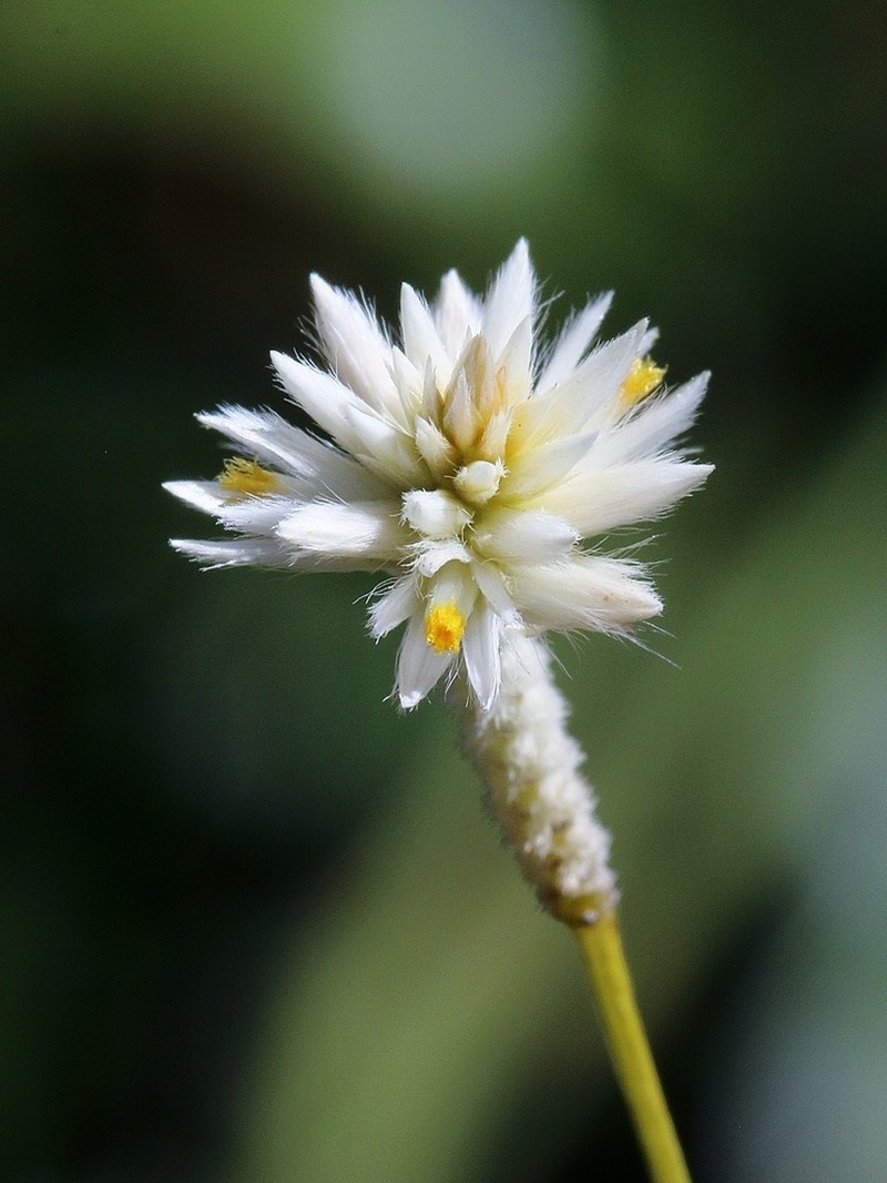 Pfaffia denudata