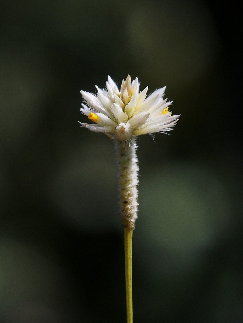 Pfaffia denudata photo 2