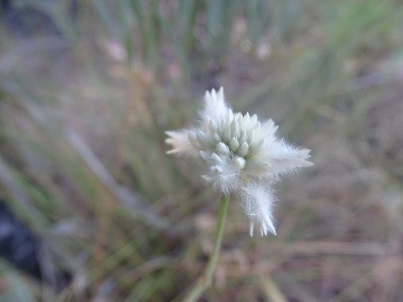 Pfaffia denudata photo 3