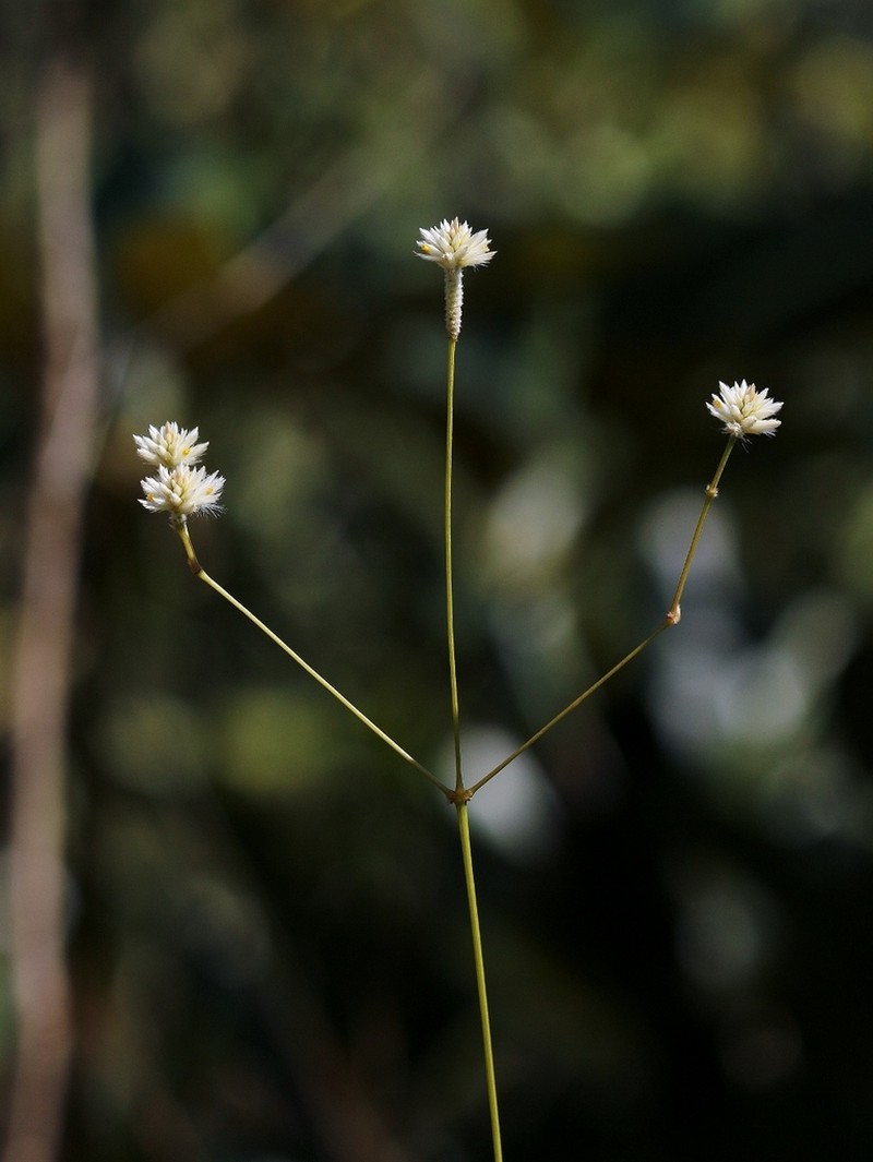 Pfaffia denudata photo 4