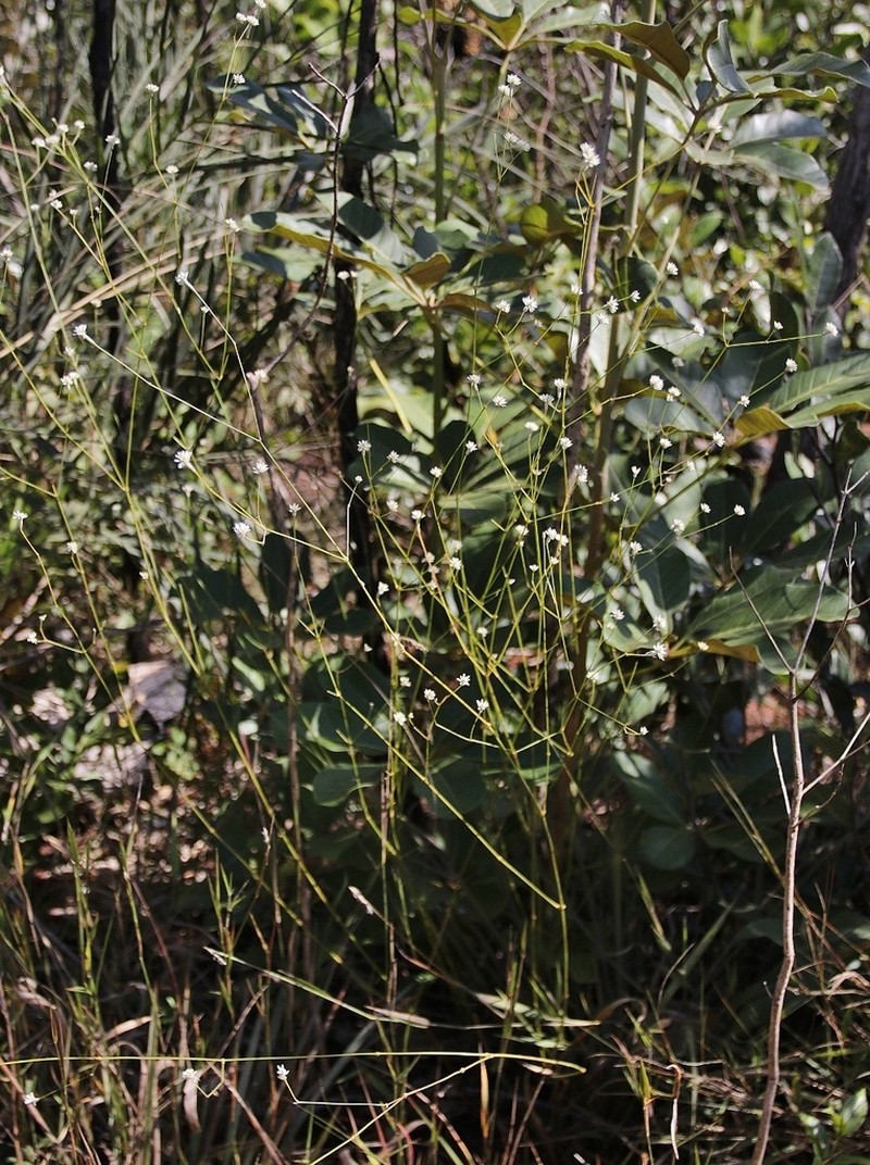 Pfaffia denudata photo 5