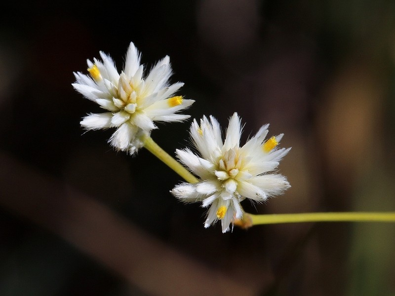 Pfaffia denudata photo 6