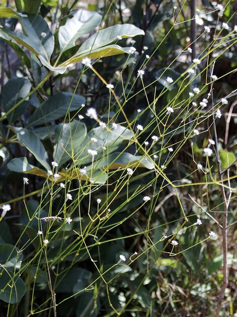 Pfaffia denudata photo 7