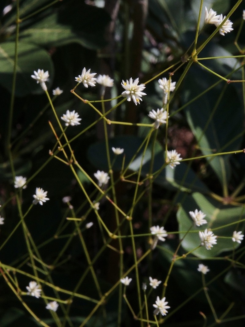 Pfaffia denudata photo 8