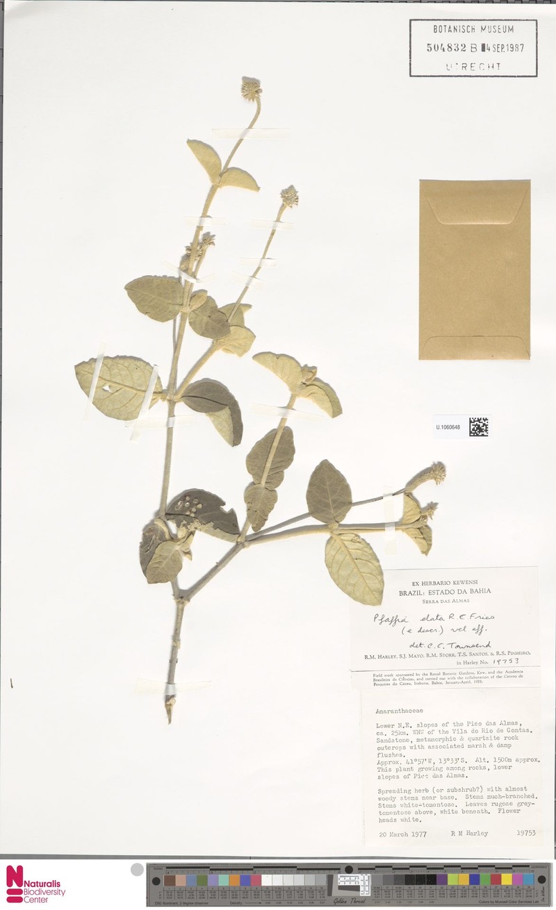Pfaffia elata