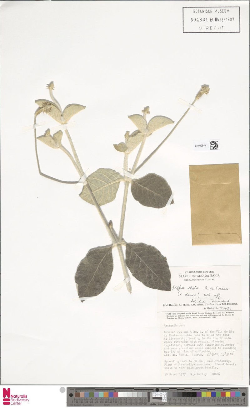 Pfaffia elata photo 2