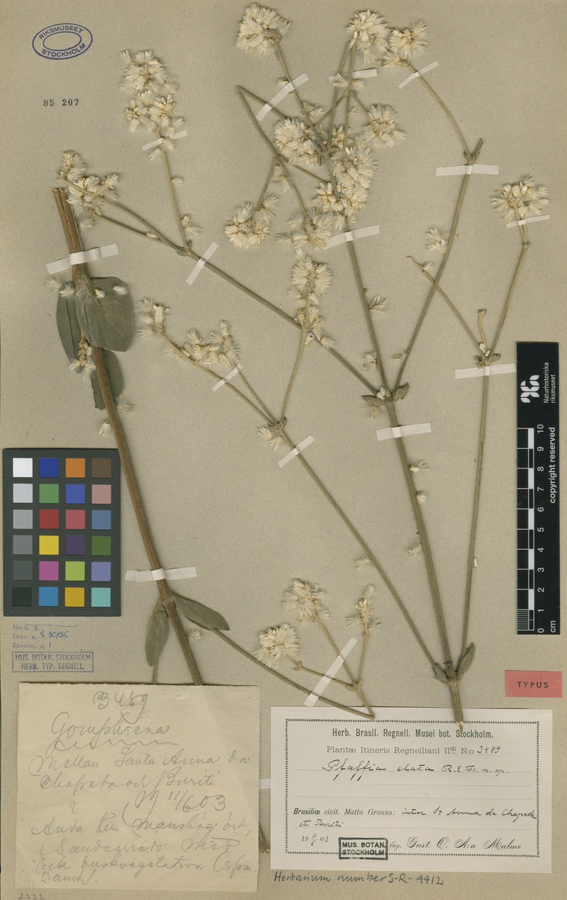 Pfaffia elata photo 3