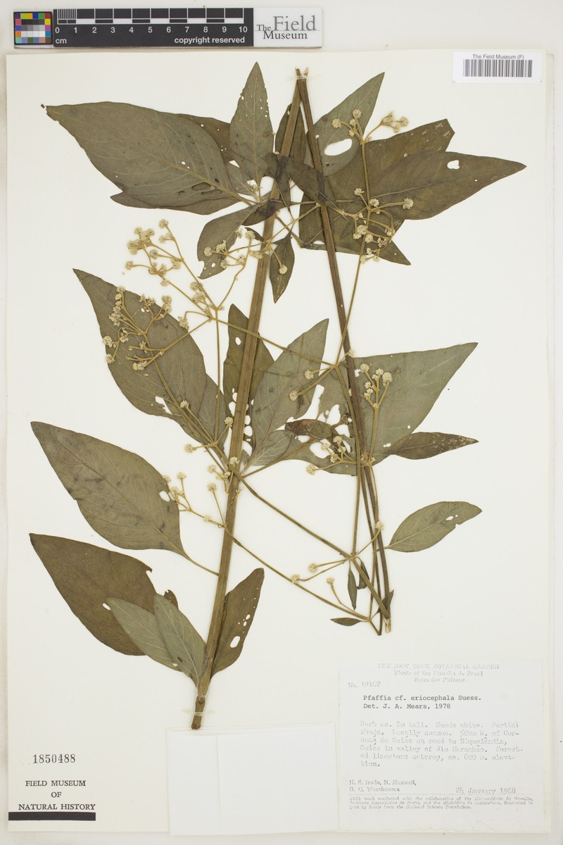 Pfaffia eriocephala