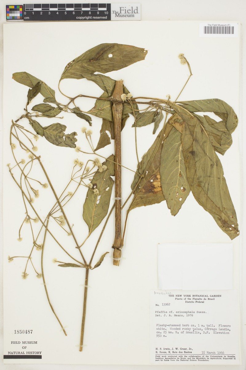 Pfaffia eriocephala photo 2