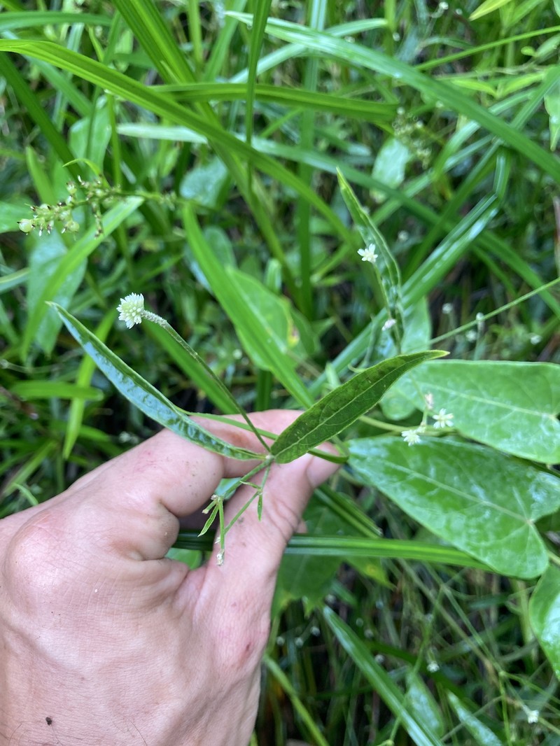 Pfaffia glabrata photo 3