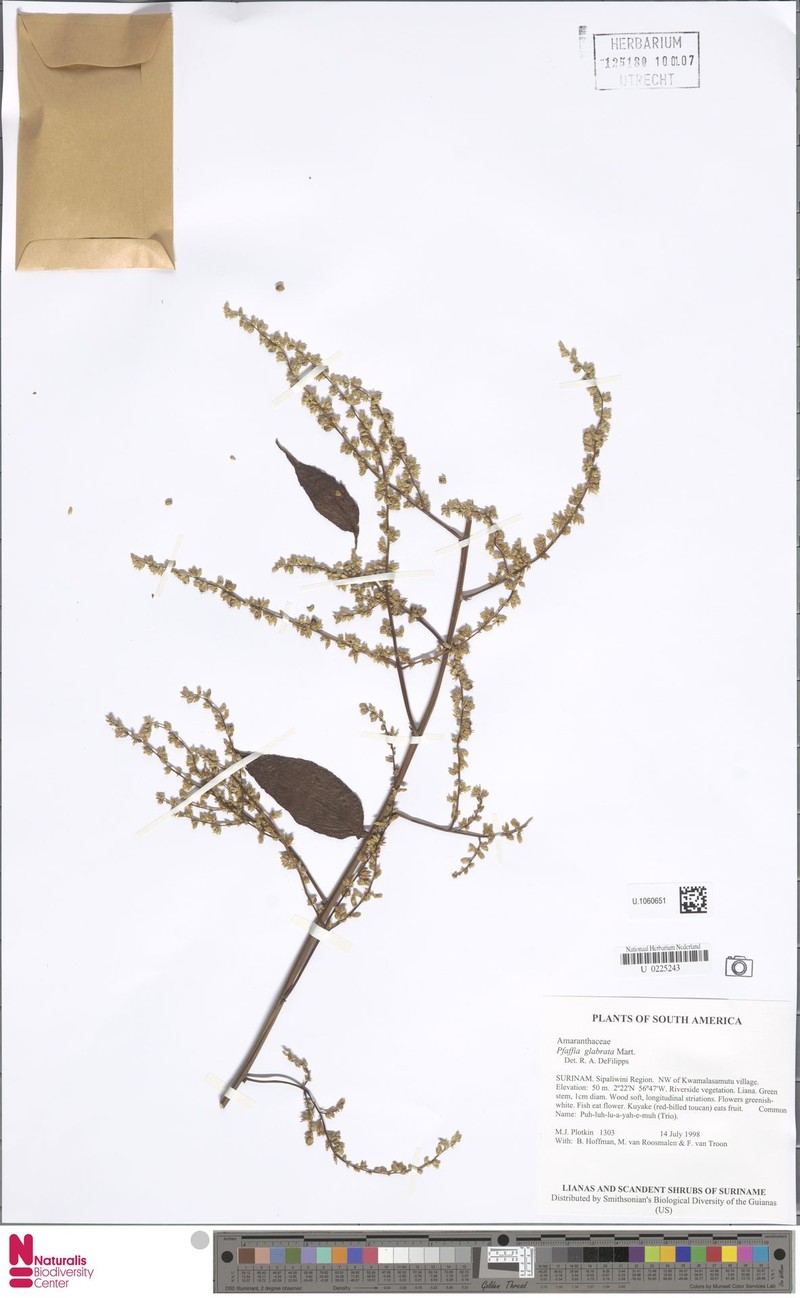 Pfaffia glabrata photo 4