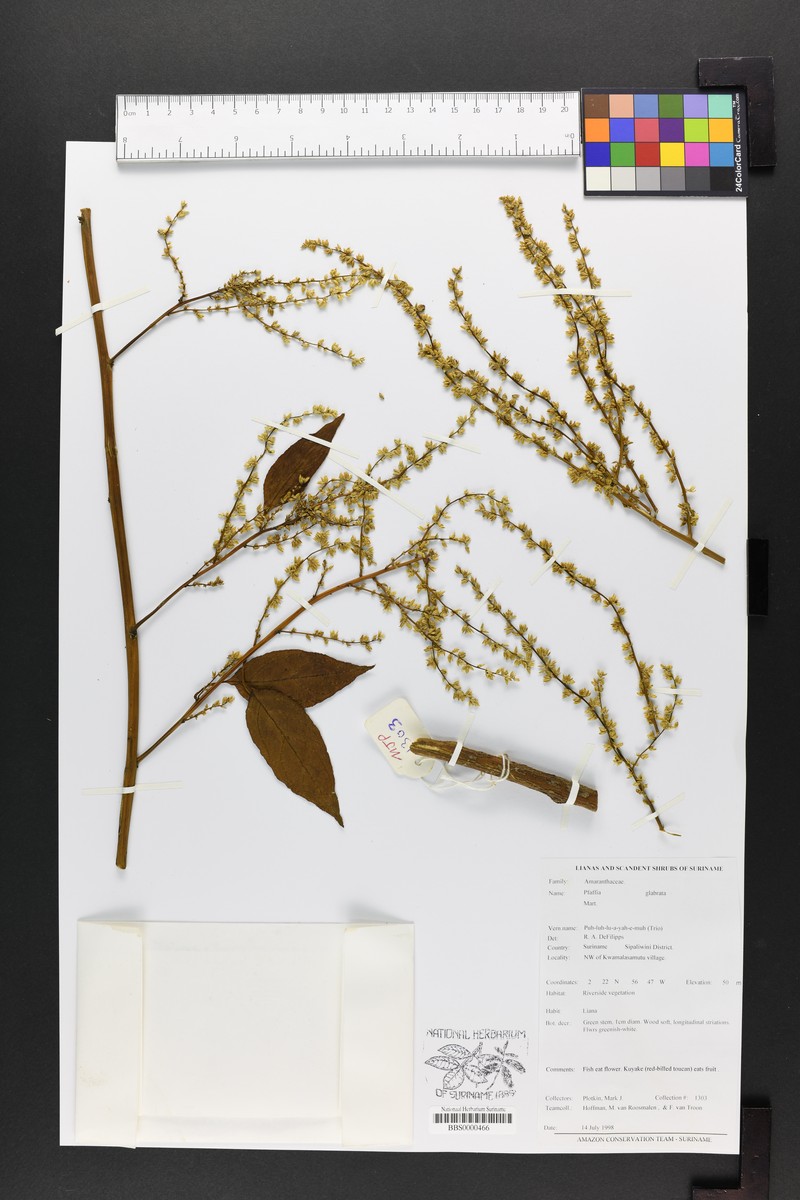 Pfaffia glabrata photo 5