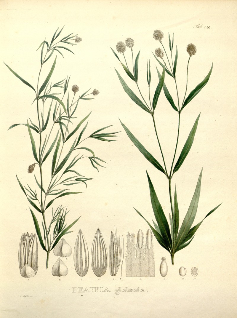 Pfaffia glabrata