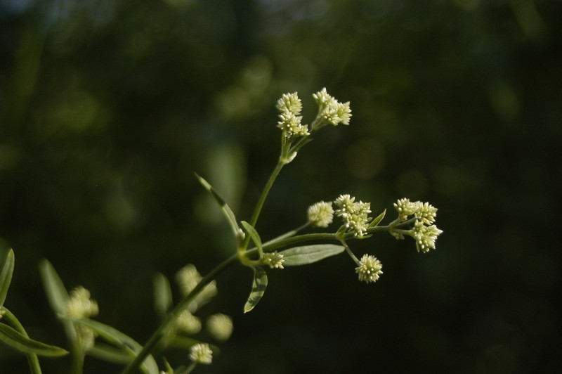 Pfaffia glomerata