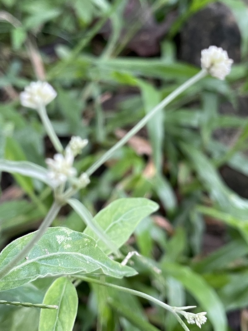 Pfaffia glomerata photo 2