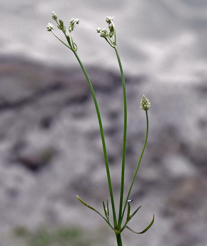 Pfaffia glomerata photo 3