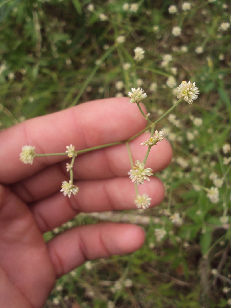 Pfaffia glomerata photo 4