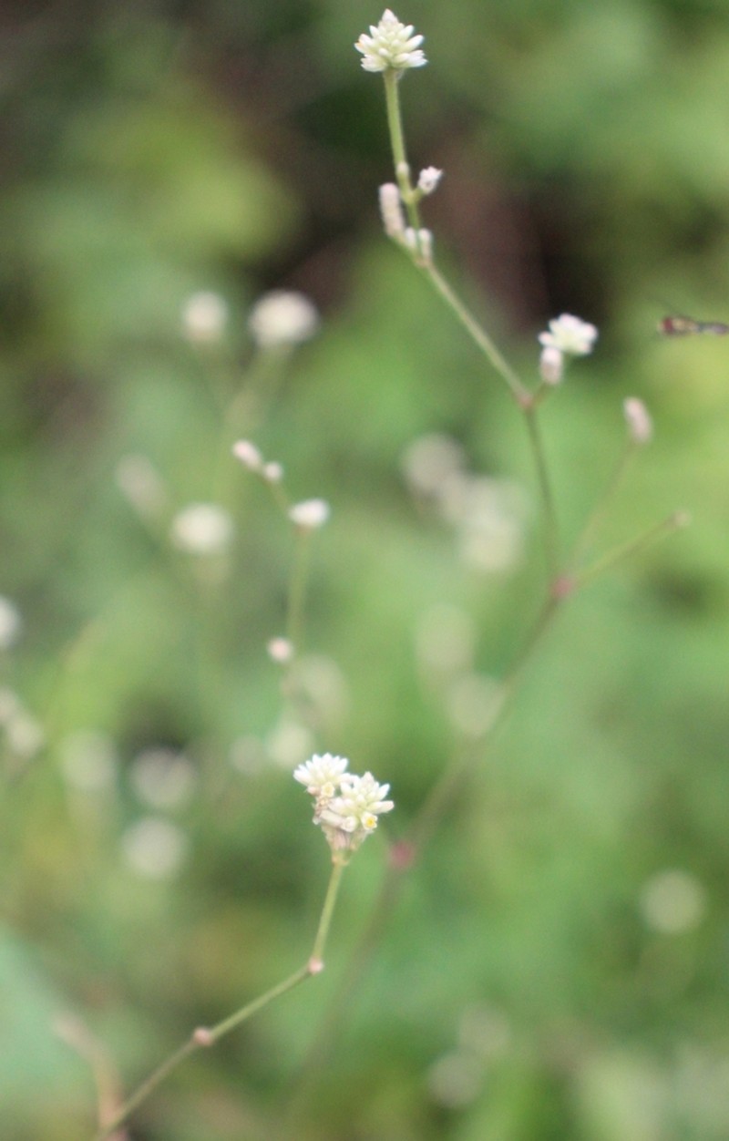 Pfaffia glomerata photo 5