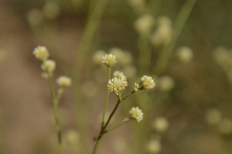 Pfaffia glomerata photo 6