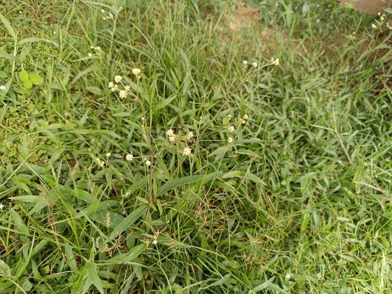 Pfaffia glomerata photo 7