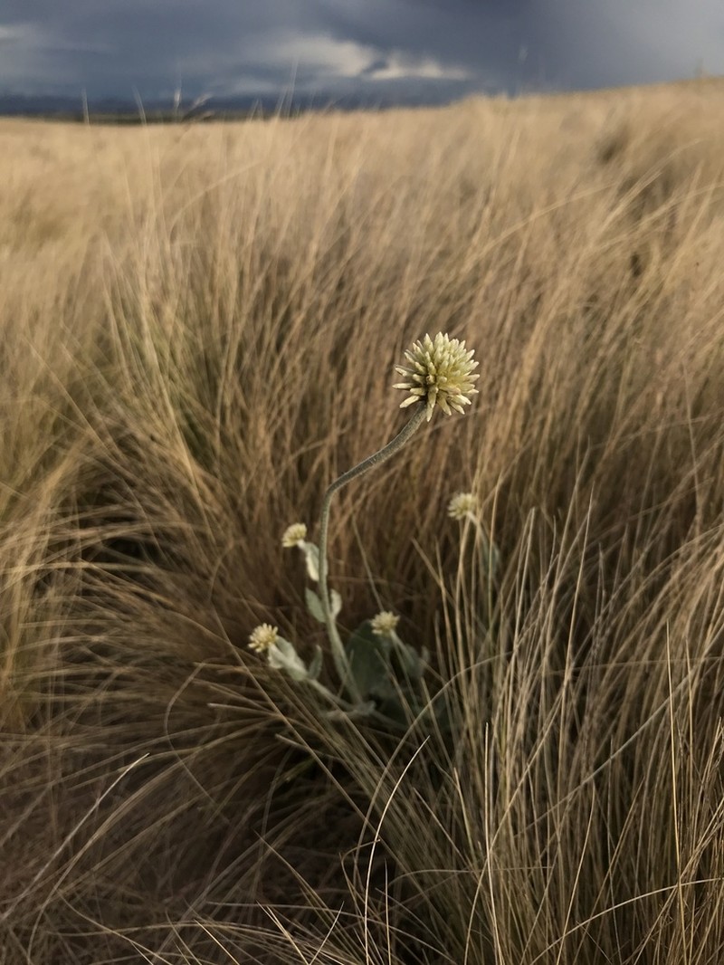 Pfaffia gnaphalioides photo 2