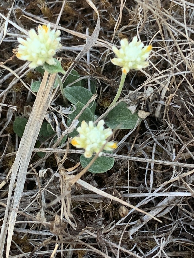 Pfaffia gnaphalioides photo 3