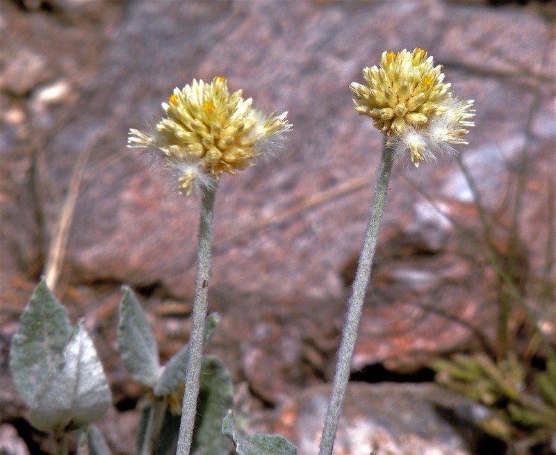 Pfaffia gnaphalioides photo 4