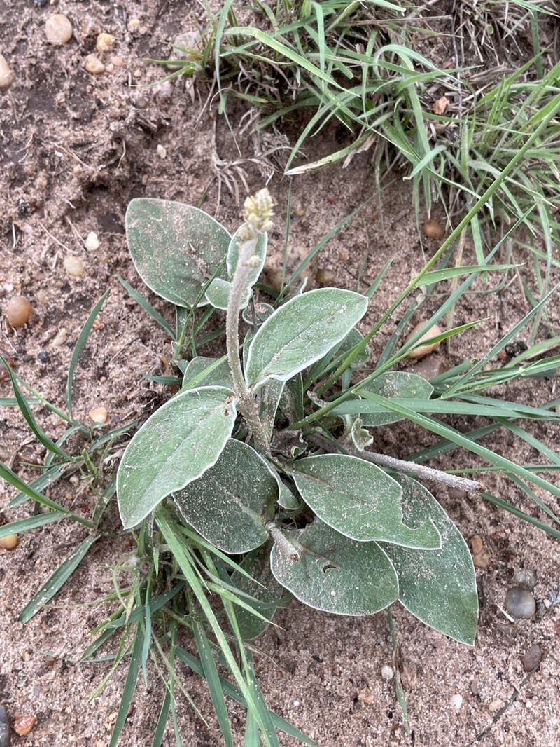 Pfaffia gnaphalioides photo 5