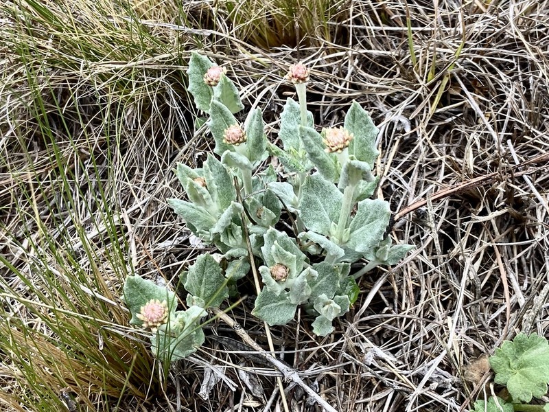 Pfaffia gnaphalioides photo 6