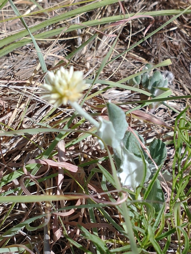 Pfaffia gnaphalioides photo 7