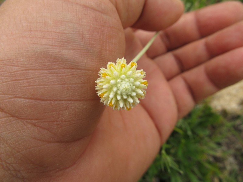 Pfaffia gnaphalioides photo 8