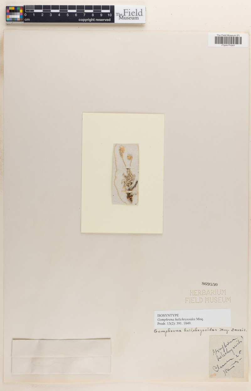 Pfaffia helichrysoides photo 2