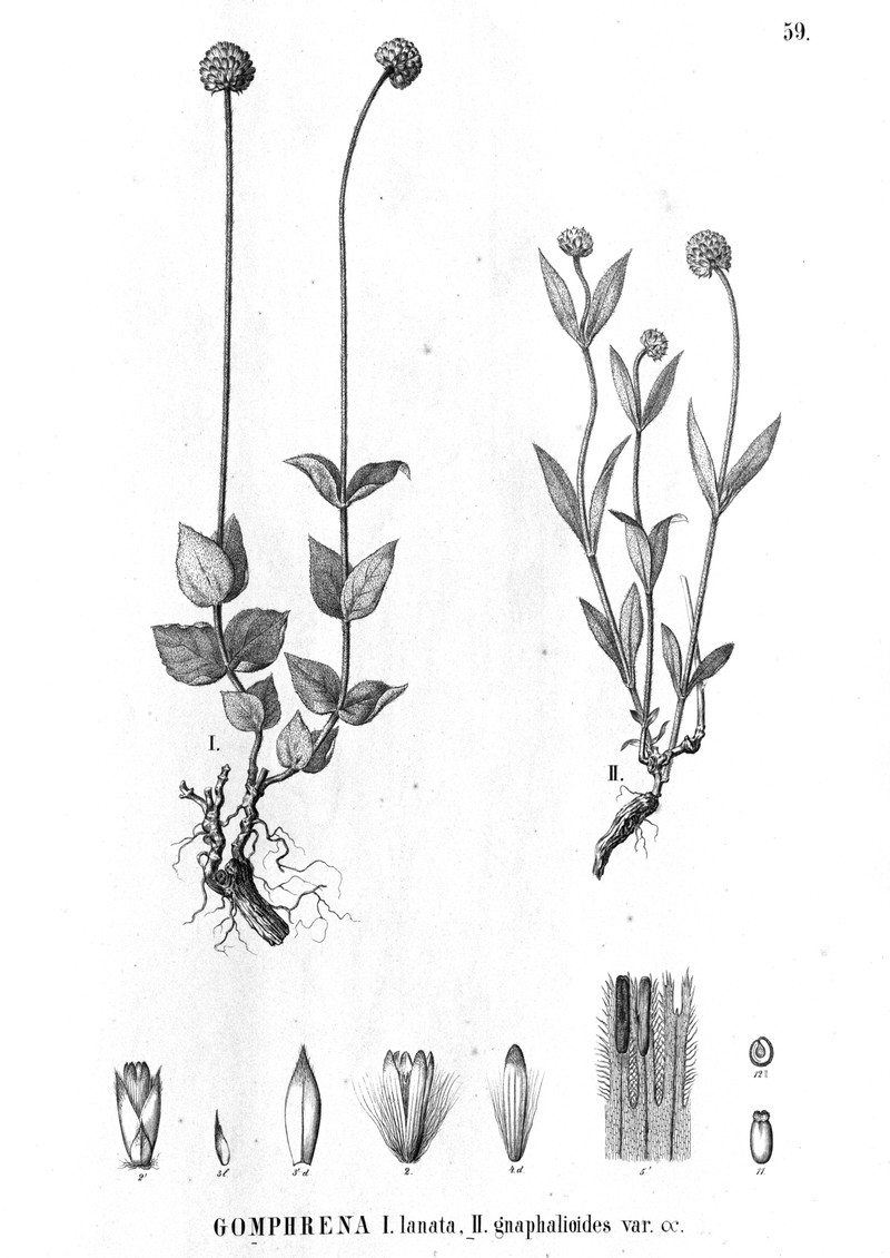 Pfaffia helichrysoides