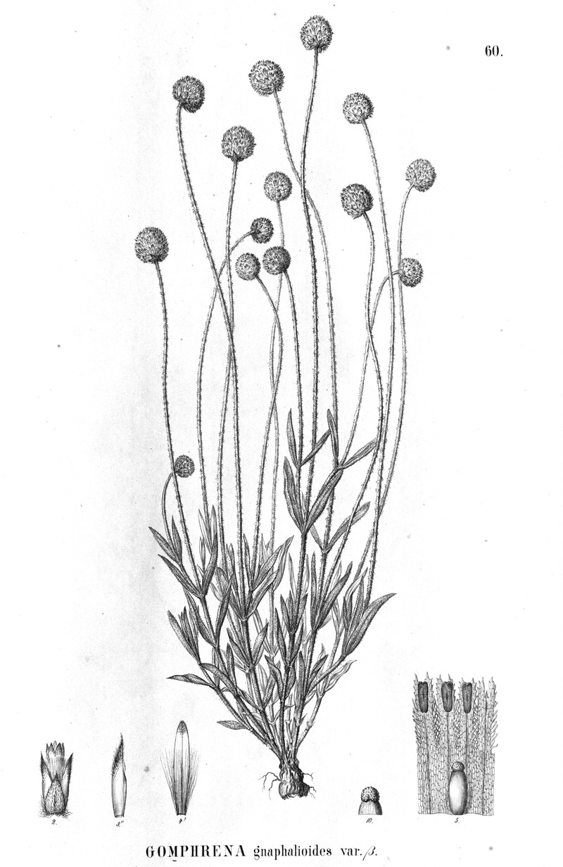 Pfaffia helichrysoides photo 3