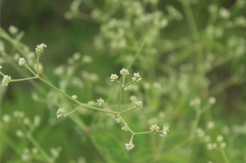 Pfaffia iresinoides