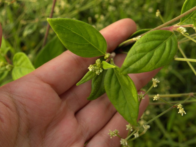 Pfaffia iresinoides photo 2