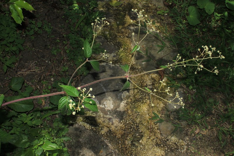 Pfaffia iresinoides photo 3
