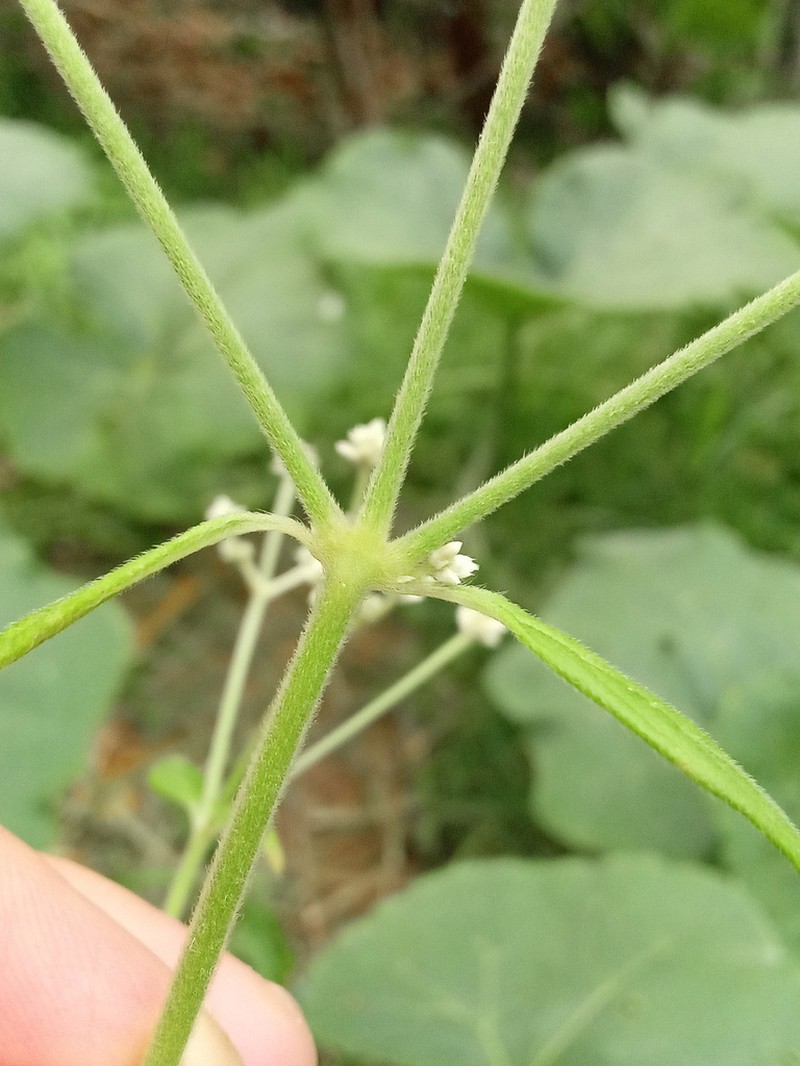 Pfaffia iresinoides photo 4