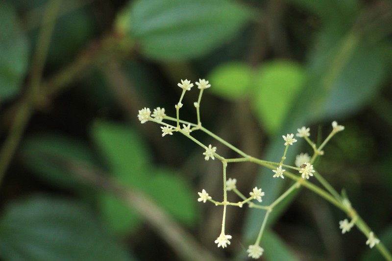 Pfaffia iresinoides photo 5