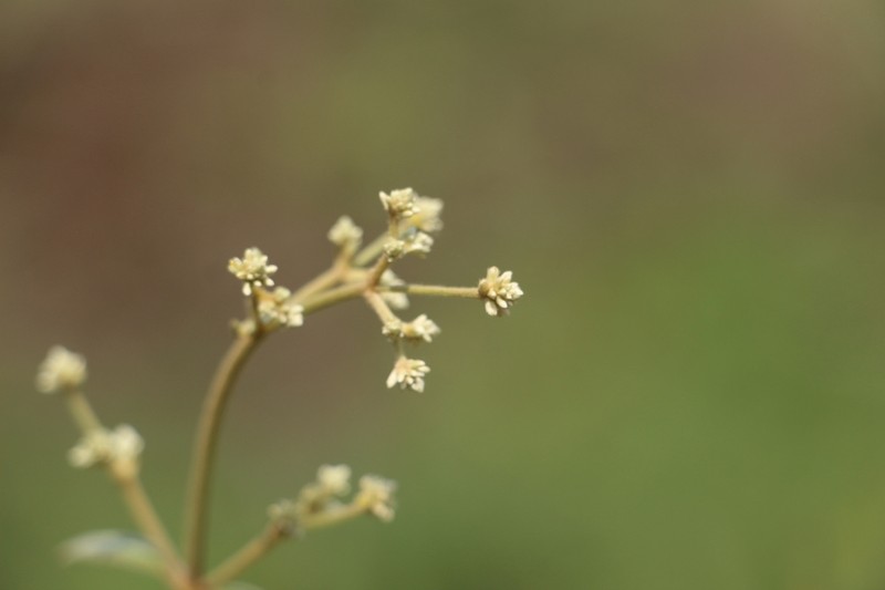 Pfaffia iresinoides photo 6