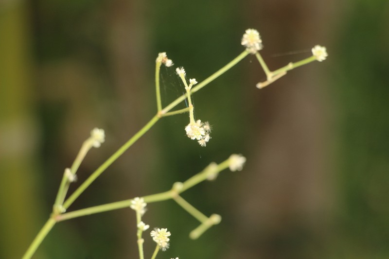 Pfaffia iresinoides photo 7