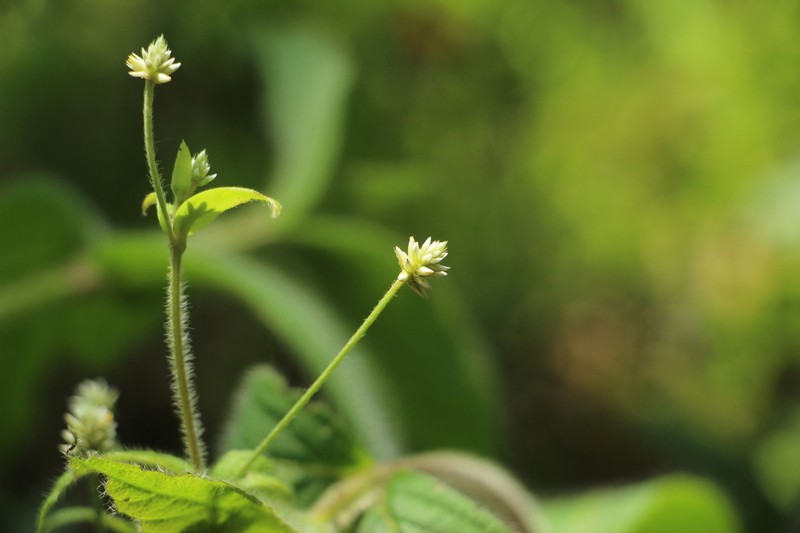 Pfaffia iresinoides photo 8