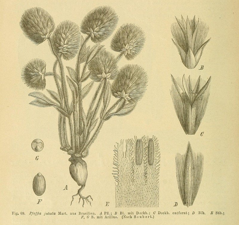 Pfaffia jubata