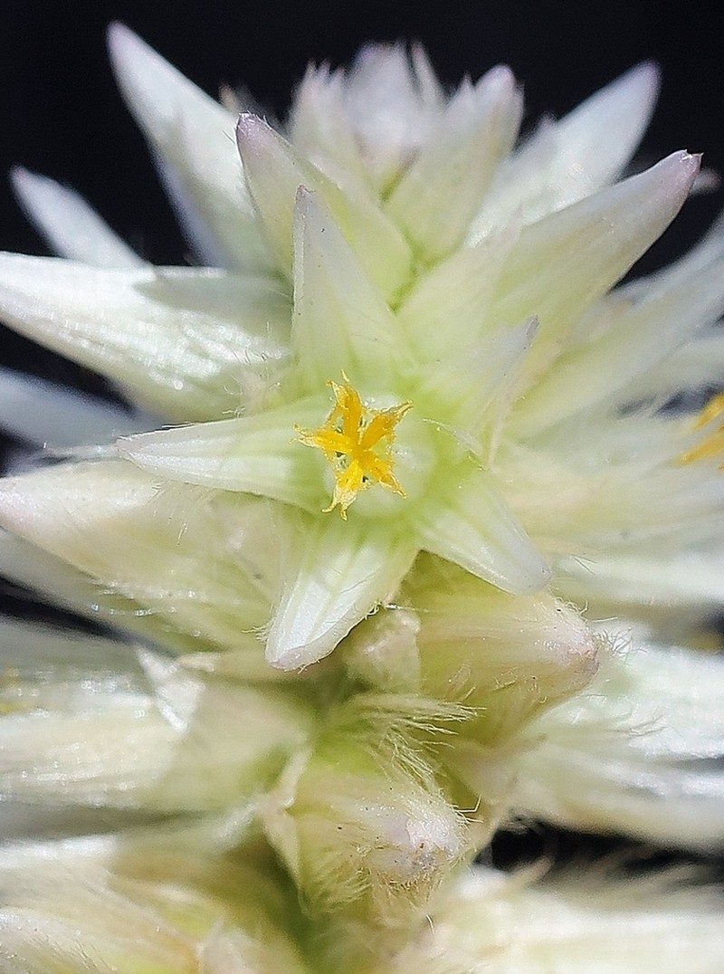 Pfaffia jubata photo 7