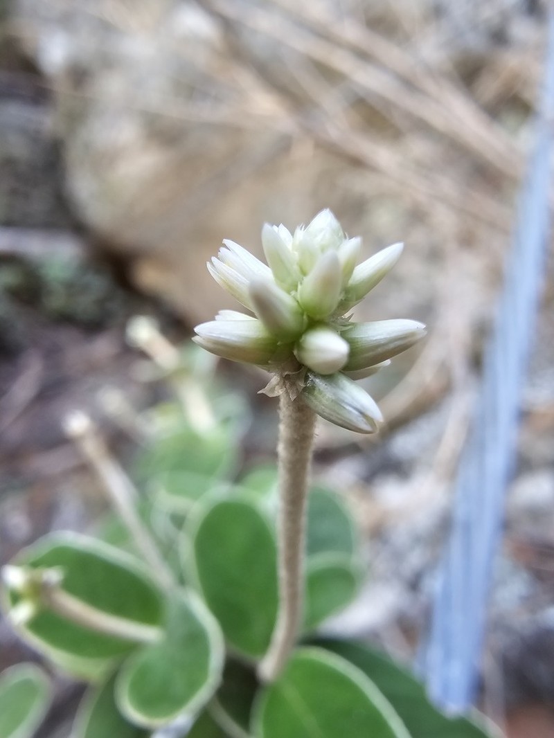 Pfaffia minarum